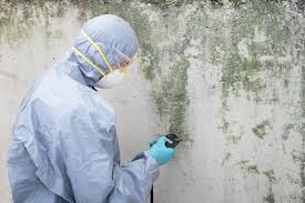 Environmental Consulting for Mold Prevention in Pine Mountain Lake, CA